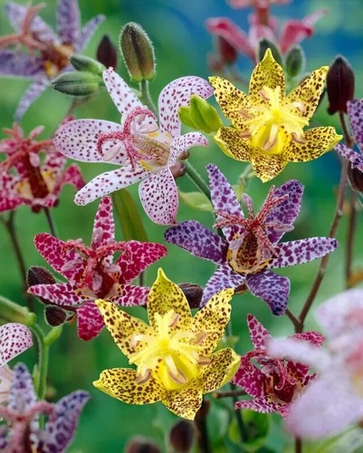 Tricyrtis japan garden - garden, liana