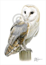 Bird BARN OWL colour pencil