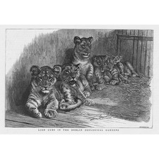 Tiger Cubs in the Dublin