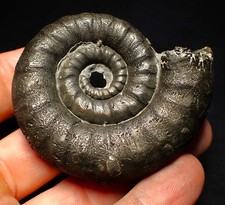 Big pyrite Eoderoceras ammonite fossil (66 mm) Jurassic Coast Fossils UK mineral