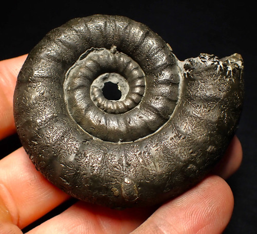 Big pyrite eoderoceras - pyrite,