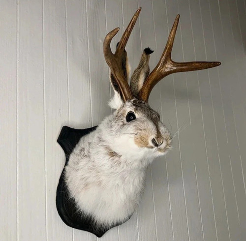 Animal wall sculpture - wall,