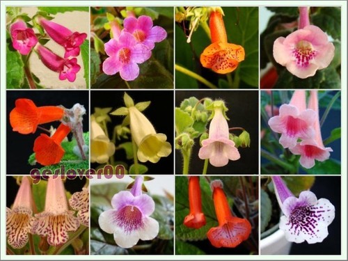 Sinningia species and - -,