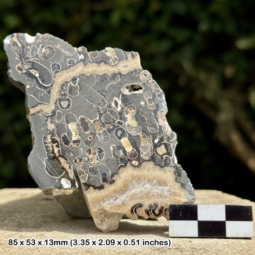 Promicroceras ammonite fossil - promicroceras,