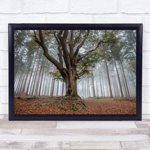 Tree trees lonely trunks fog - lonely,