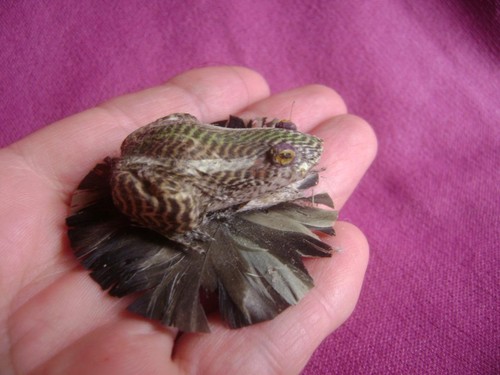 Old miniature querky - old,