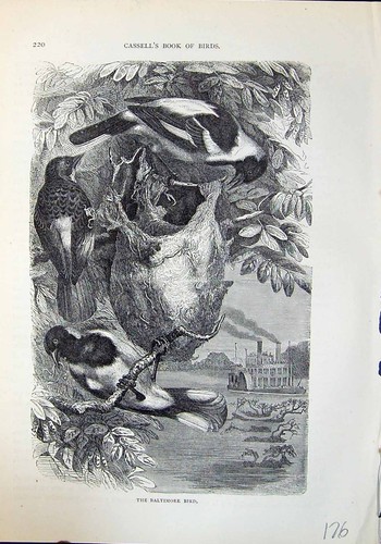 Old antique print baltimore - old,