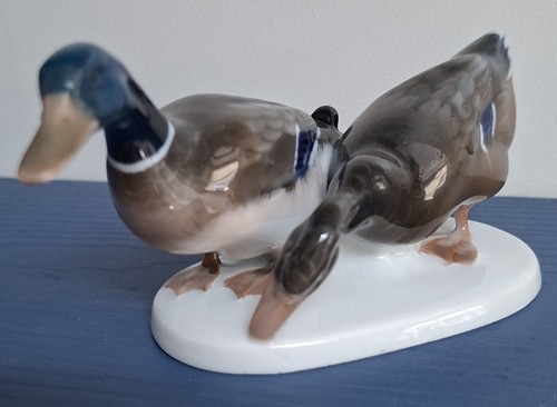 Rosenthal mallard ducks - mallard,