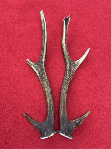Pair sika deer antlers - pair,