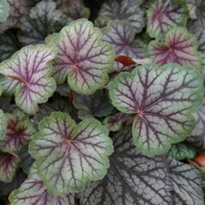 HEUCHERA GREEN SPICE - 1ltr