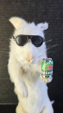 PARTY BUNNY Funny Taxidermy