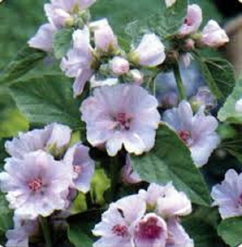 Althaea officinalis marsh - officinalis,