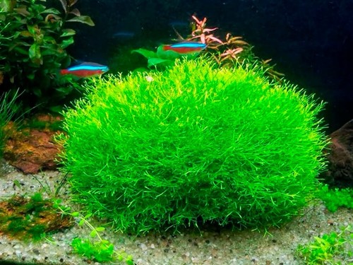 Riccia fluitans tropical - fluitans,