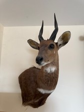 Shoulder mount bushbuck - -,