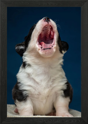 Welsh corgi cardigan framed - welsh,