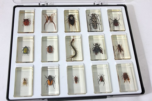 Bugs insects resin real - insects,