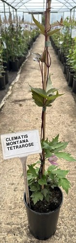 Clematis montana - clematis,