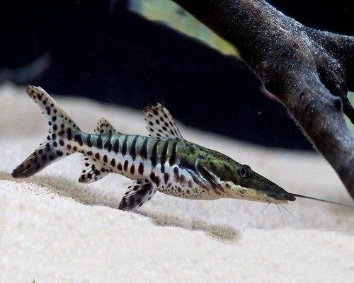 Tiger shovelnose catfish - tiger,