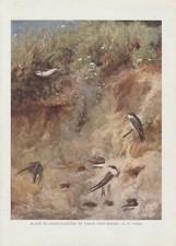 Shore Swallow (Riparia