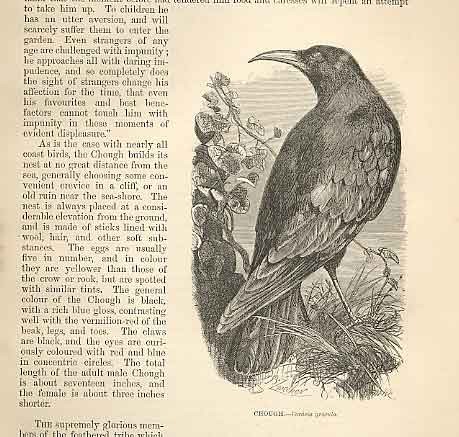 Original old antique print - old,