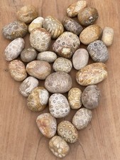Fossilised coral tumblestone - fossilised,