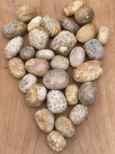 Fossilised coral tumblestone - fossilised,
