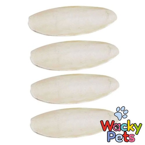 Small cuttlefish cuttle bone - small, x