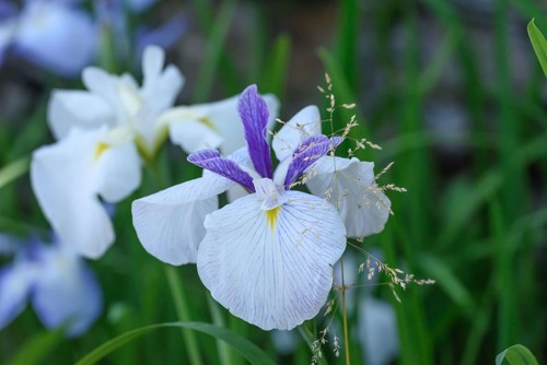 Iris ensata fortune - iris,