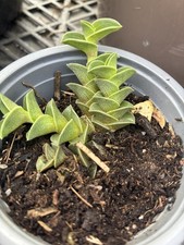 Tradescantia Callisia