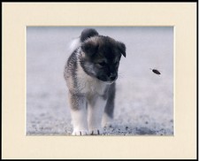 AKITA PUPPY AND BEE CHARMING