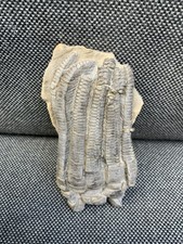 Rare Fossil Crinoid Head