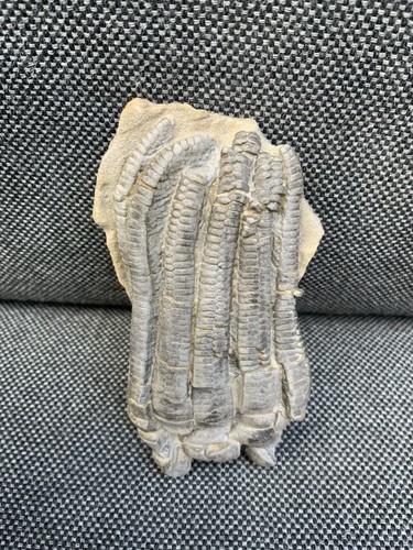 Rare fossil crinoid head - fossil,