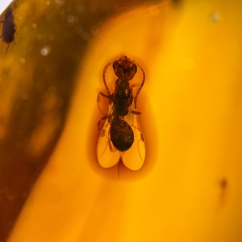 Wasps burmese burmite - in, /