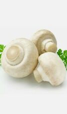 100pcs Mushroom Bonsai Seeds - UK Seller