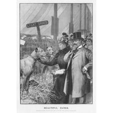 DOGS Beautiful Great Danes