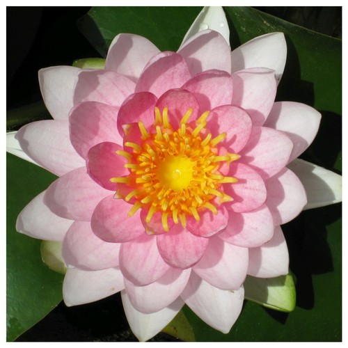 Nymphaea gonnere pink - "gonnere, pink"