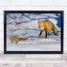 Adult Male Red Fox Hunting