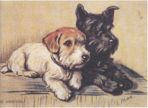 Scottish terrier custom - scottish,
