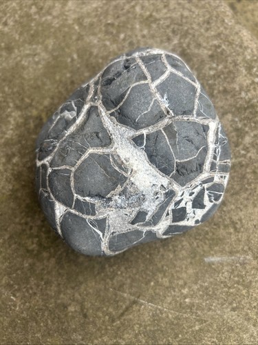 Large raw septarian nodule - large,