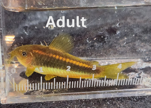 Gold laser cory - cory--, cw010--