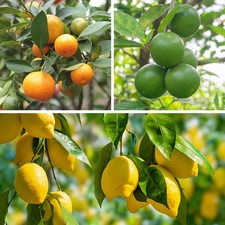 3x Set Mature Citrus Lemon