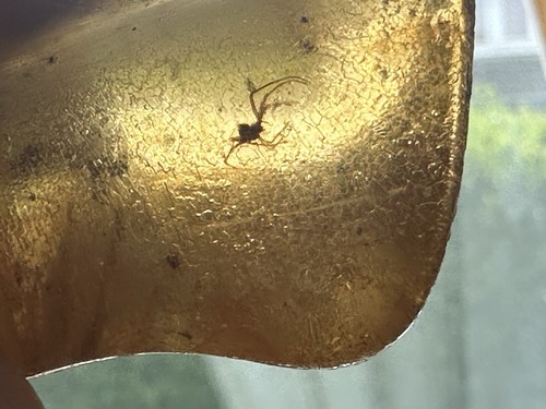 Copal amber piece - amber, spider