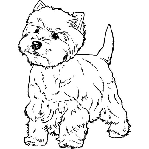 West highland terrier - 'west, terrier'