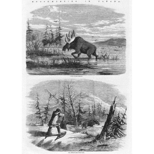 Canada moose hunting - hunting, bull