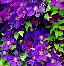 Clematis Jackmanii Large