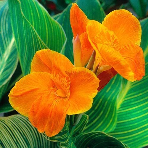 Canna lily pretoria - lily, variegata