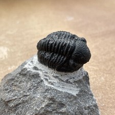 Proetus Gerastos Trilobite, Devonian. 360 M.Y.O  Size Is up to 2cm Approx