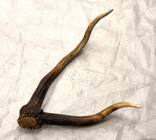real stag antler shed crafts