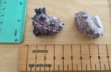 Purple Hermit Crab Shells