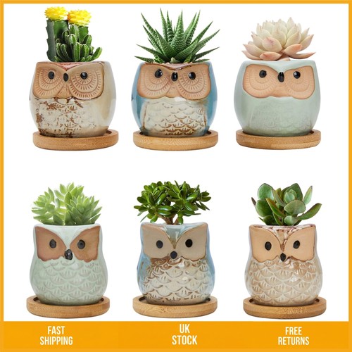 Charming ceramic owl succulent - ceramic,